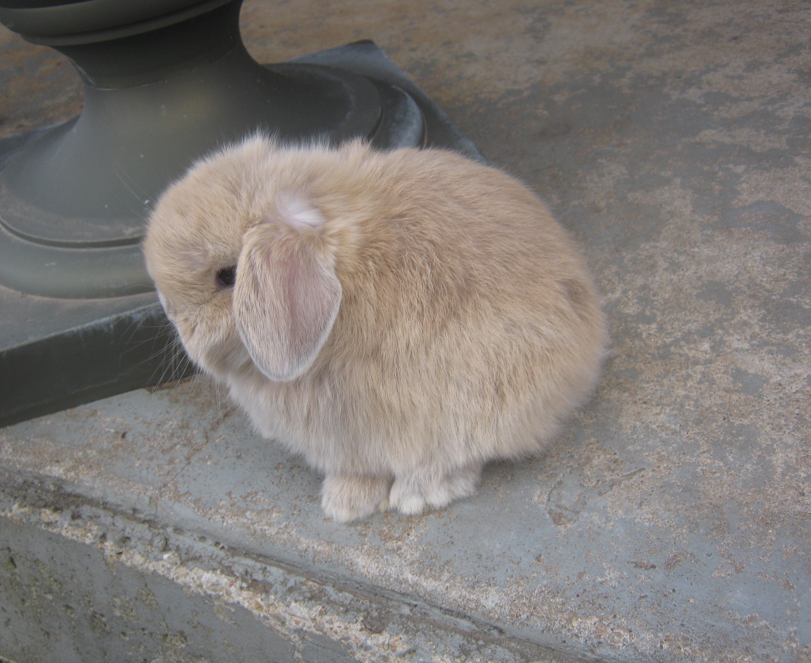 Rabbits for sale in Oklahoma! At KK Rabbitry